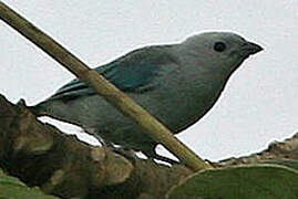 Blue-grey Tanager