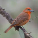 Tangara orangé