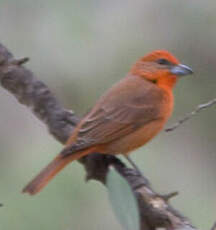 Tangara orangé