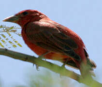 Summer Tanager