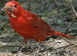 Summer Tanager