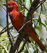 Summer Tanager