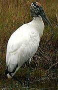 Wood Stork