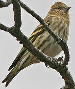 Pine Siskin