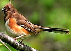 Eastern Towhee