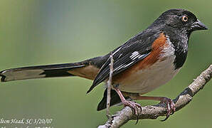 Eastern Towhee