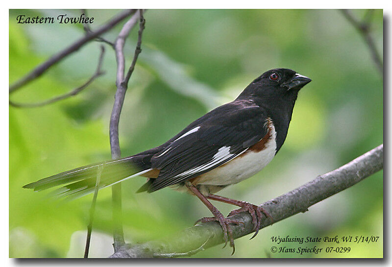 Eastern Towhee male adult