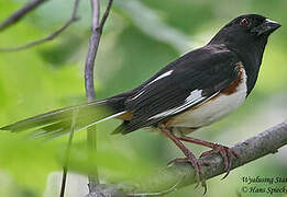 Eastern Towhee