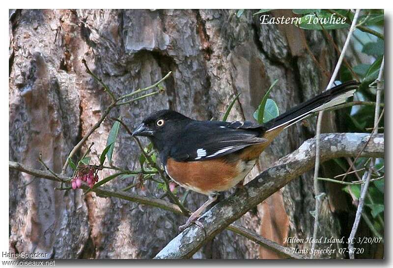 Eastern Towhee male adult, identification