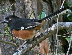 Eastern Towhee