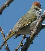 Green-tailed Towhee