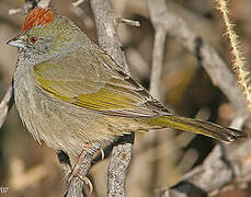 Green-tailed Towhee