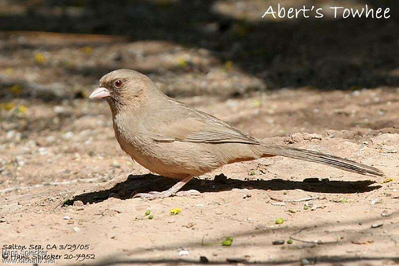 Abert's Towhee