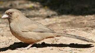 Abert's Towhee