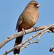 Abert's Towhee