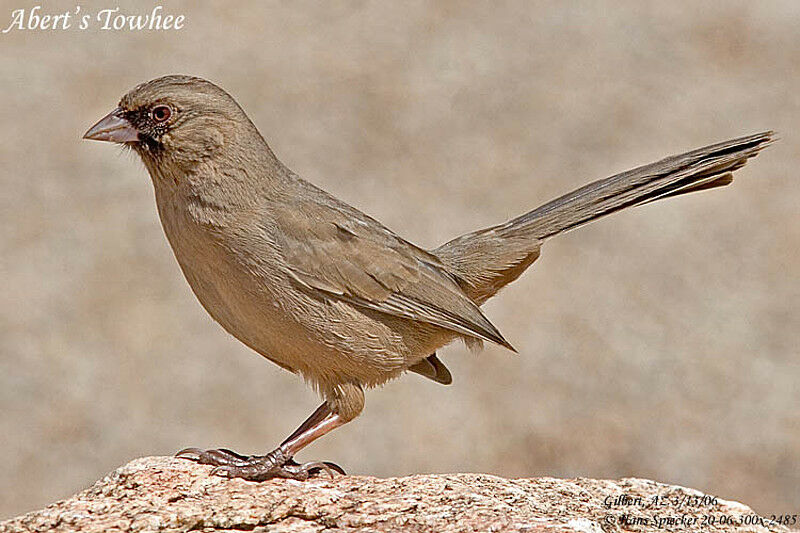 Abert's Towhee