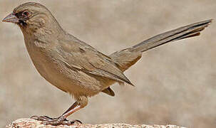 Abert's Towhee