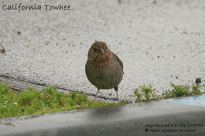 California Towhee