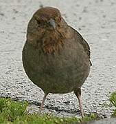 California Towhee