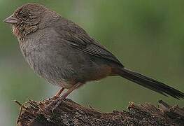 California Towhee