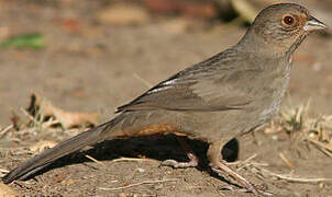 California Towhee