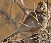 Canyon Towhee