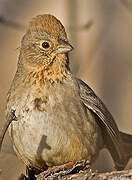 Canyon Towhee