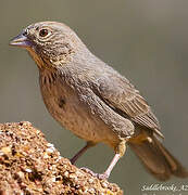 Canyon Towhee