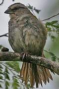 Black-striped Sparrow