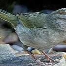 Tohi olive