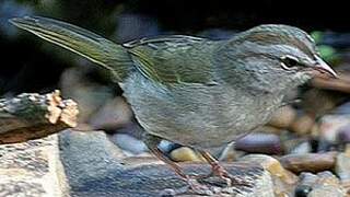 Olive Sparrow