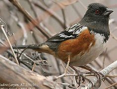 Spotted Towhee