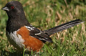 Spotted Towhee