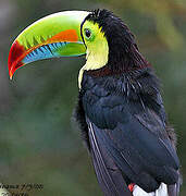 Keel-billed Toucan