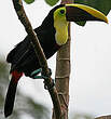 Toucan de Swainson