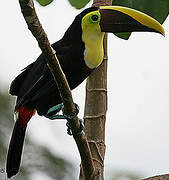 Yellow-throated Toucan (swainsonii)