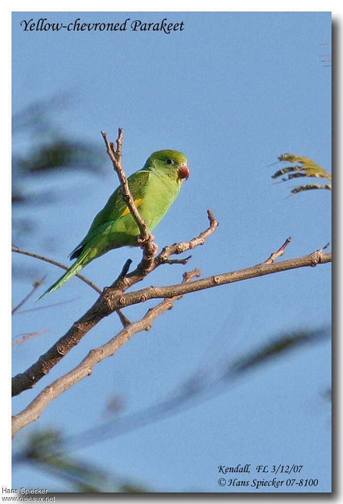 Yellow-chevroned Parakeetadult