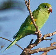 Yellow-chevroned Parakeet