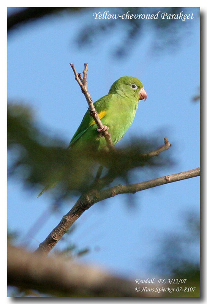 Yellow-chevroned Parakeet