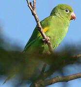 Yellow-chevroned Parakeet