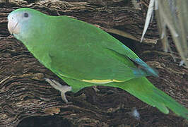 White-winged Parakeet