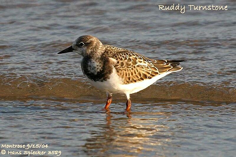 Ruddy Turnstone