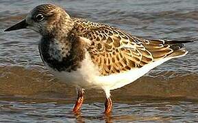 Ruddy Turnstone