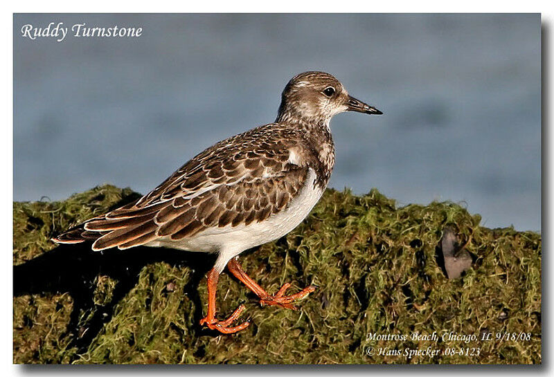 Ruddy Turnstone