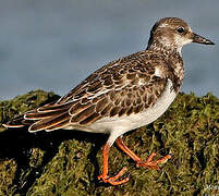 Ruddy Turnstone