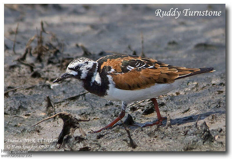 Ruddy Turnstone male adult breeding, fishing/hunting