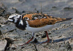 Ruddy Turnstone