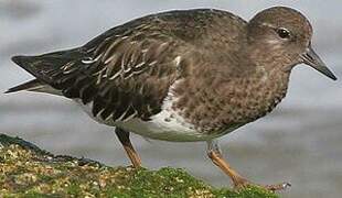 Black Turnstone