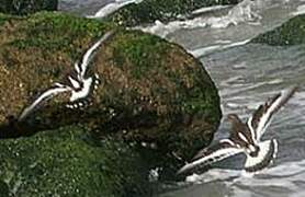 Black Turnstone