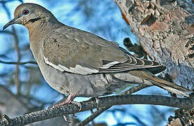 White-winged Dove